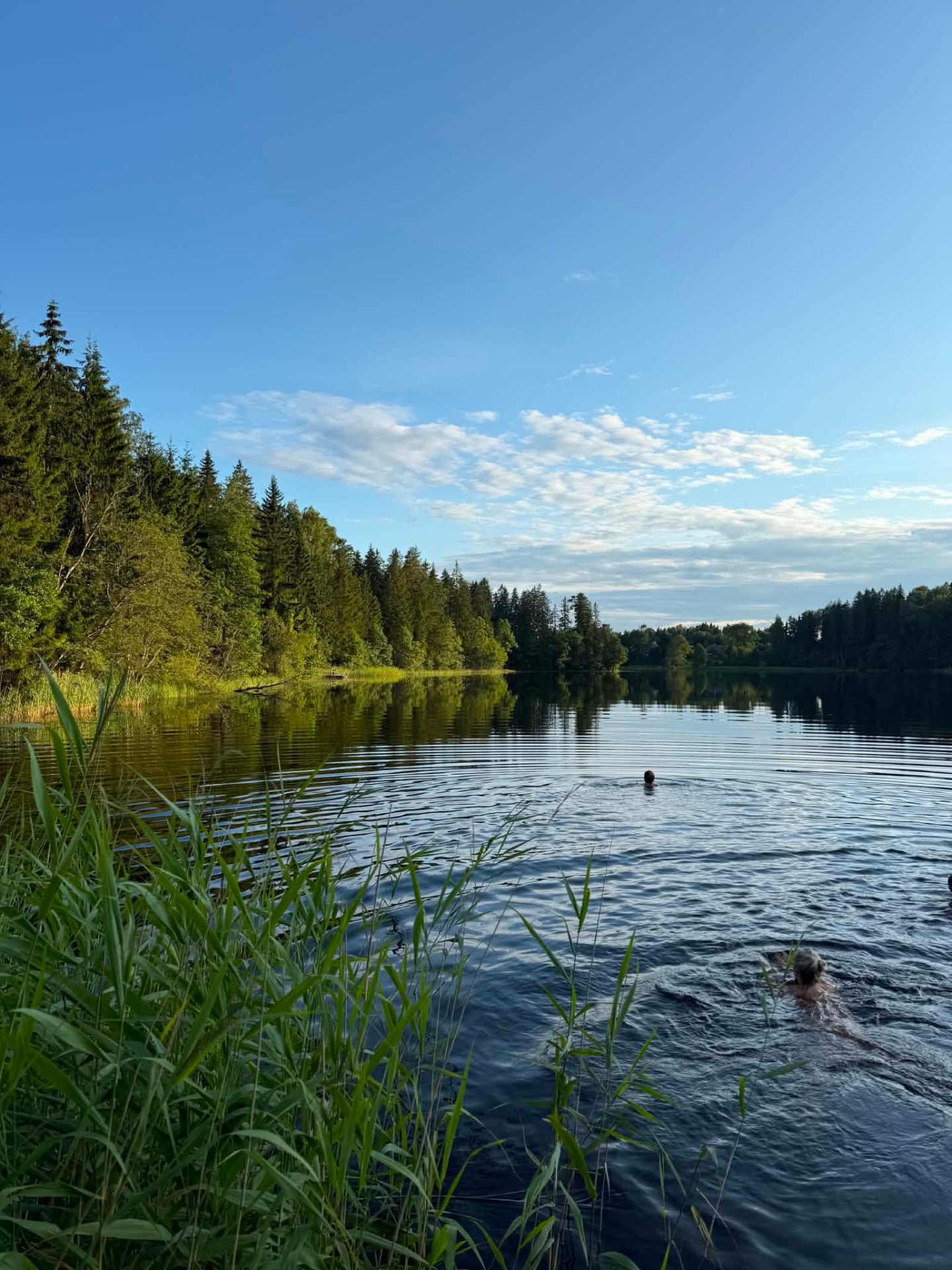 Ujujad Kurgjärve järves suvel