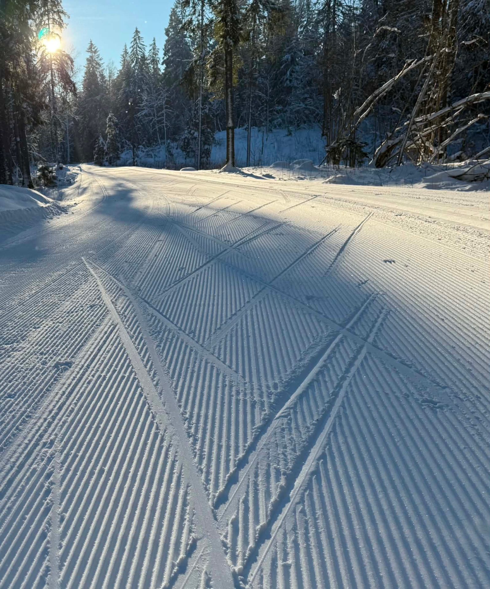 Hooldatud suusarajad lumises Kurgjärve metsas